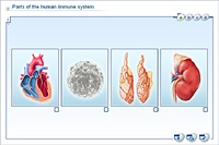 Parts of the human immune system