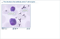 The structure of an antibody and a T cell receptor