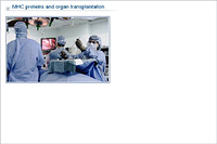 MHC proteins and organ transplantation