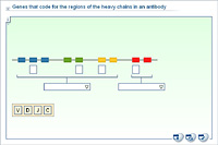 Genes that code for the regions of the heavy chains in an antibody