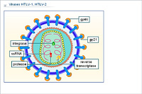  Viruses HTLV-1; HTLV-2