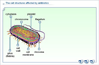The cell structures affected by antibiotics