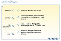 Functions of enzymes