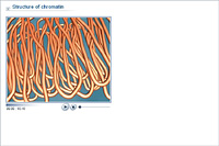 Structure of chromatin