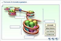 The levels of chromatin organization