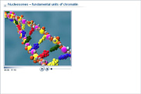 Nucleosomes – fundamental units of chromatin