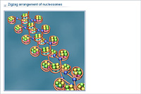 Zigzag arrangement of nucleosomes