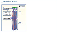 Chromosome structure