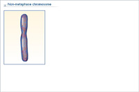 Non-metaphase chromosome