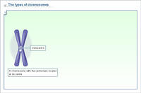 The types of chromosomes