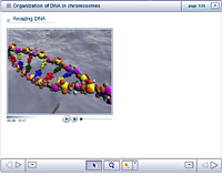 Organization of DNA in chromosomes