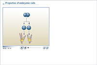 Properties of embryonic cells