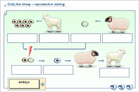 Dolly the sheep – reproductive cloning