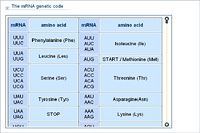 The mRNA genetic code