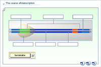 The course of transcription