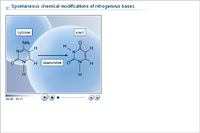 Spontaneous chemical modifications of nitrogenous bases
