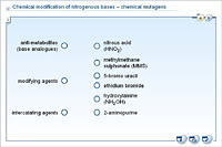 Chemical modification of nitrogenous bases – chemical mutagens