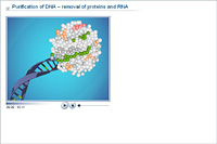 Purification of DNA – removal of proteins and RNA