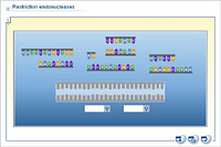 Restriction endonucleases