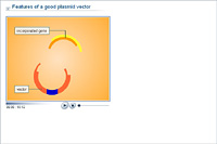 Features of a good plasmid vector