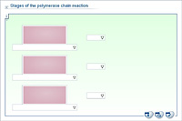 Stages of the polymerase chain reaction