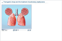 Transgenic sheep and the treatment of pulmonary emphysema