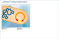 Methods of creating transgenic plants