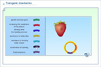 Transgenic strawberries