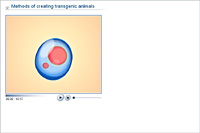 Methods of creating transgenic animals