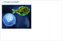 Transgenic glowing fish