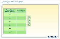 Genotypes of the blood groups