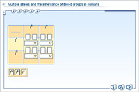 Multiple alleles and the inheritance of blood groups in humans