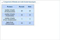Comparison of female and male human karyotypes