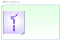 Human sex chromosomes