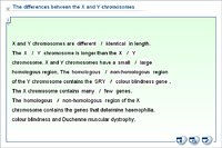 The differences between the X and Y chromosomes