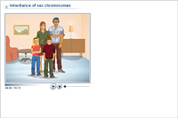 Inheritance of sex chromosomes