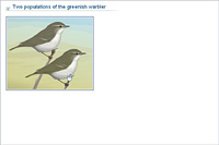 Two populations of the greenish warbler