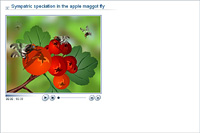 Sympatric speciation in the apple maggot fly