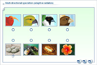 Multi-directional speciation (adaptive radiation)