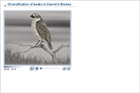 Diversification of beaks in Darwin's finches