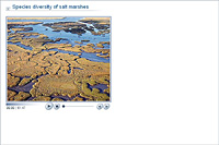 Species diversity of salt marshes
