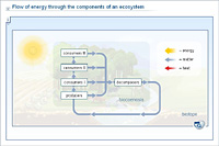 Flow of energy through the components of an ecosystem