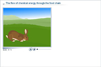 The flow of chemical energy through the food chain