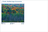 Forest – the final stage of succession
