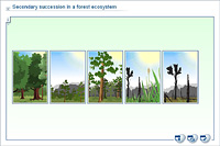 Secondary succession in a forest ecosystem