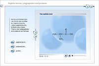 Peptide bonds, polypeptides and proteins