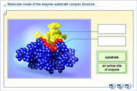 Molecular model of the enzyme–substrate complex structure
