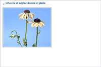Effect of sulphur dioxide on plants