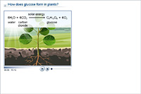 How does glucose form in plants?