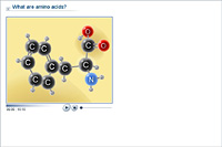 What are amino acids?